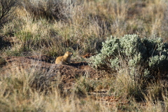 Cynomys gunnisoni