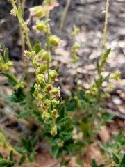 Haloragis odontocarpa