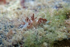 Flabellina dushia