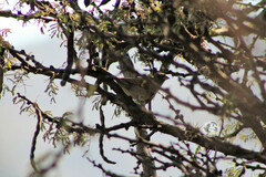 Spizella atrogularis