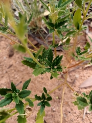 Haloragis odontocarpa