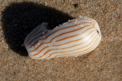 Amoria zebra
