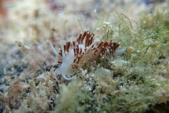 Flabellina dushia