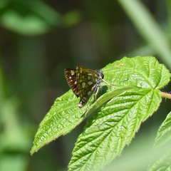 Carterocephalus mandan