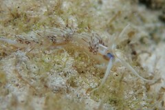 Dondice occidentalis