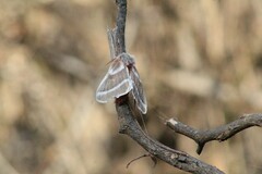 Hemileuca rubridorsa