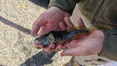 Neoclinus uninotatus