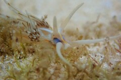 Dondice occidentalis