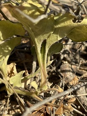 Aristolochia monticola