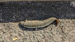 Cebidichthys violaceus