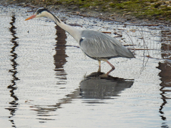 Ardea cinerea