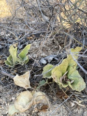 Aristolochia monticola