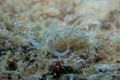 Dondice occidentalis