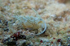 Dondice occidentalis