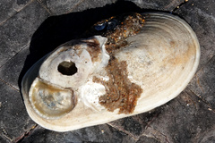 Scutus antipodes
