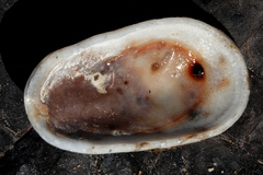 Scutus antipodes