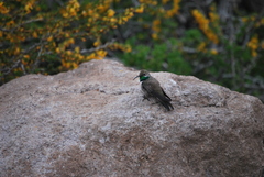 Oreotrochilus leucopleurus