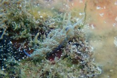 Dondice occidentalis