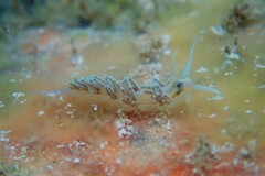 Dondice occidentalis