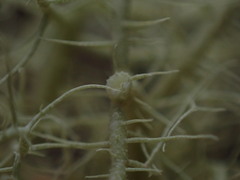 Usnea cornuta