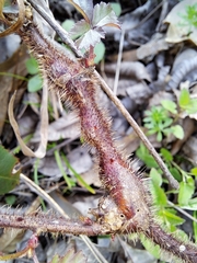 Neolasioptera nodulosa