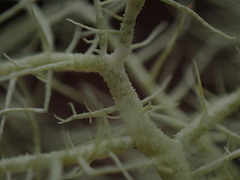 Usnea cornuta