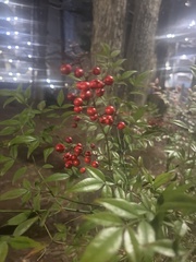 Nandina