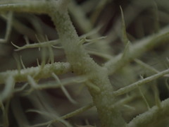 Usnea cornuta