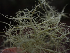 Usnea cornuta