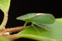 Hespenedra chilensis
