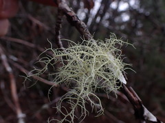 Usnea cornuta