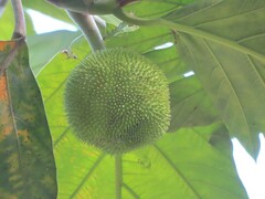 Artocarpus altilis