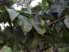 Vangueria madagascariensis