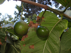 Vangueria madagascariensis