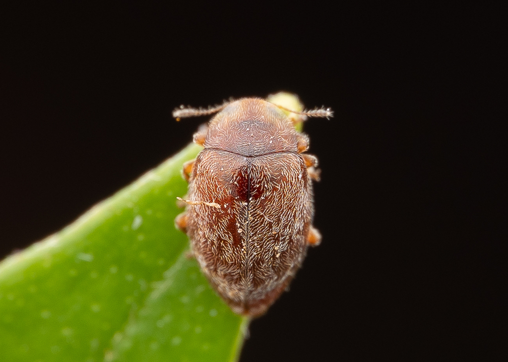 Orynipus chilensis