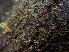 Frullania bolanderi