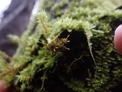Orthotrichum pulchellum