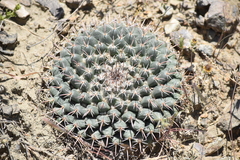 Mammillaria uncinata