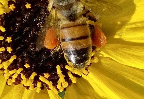 iNaturalist observation photo of Western Honey Bee