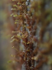 Frullania bolanderi
