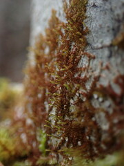 Frullania bolanderi