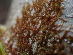 Frullania bolanderi