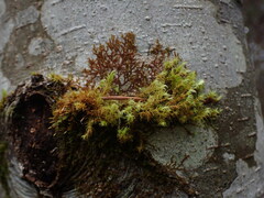 Frullania bolanderi