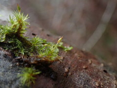 Orthotrichum pulchellum