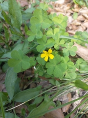Oxalis pilosa