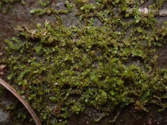 Frullania bolanderi
