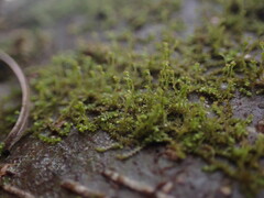 Frullania bolanderi