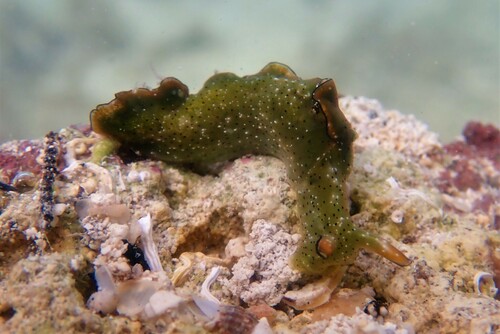 Photo of Ornate elysia (Elysia ornata)