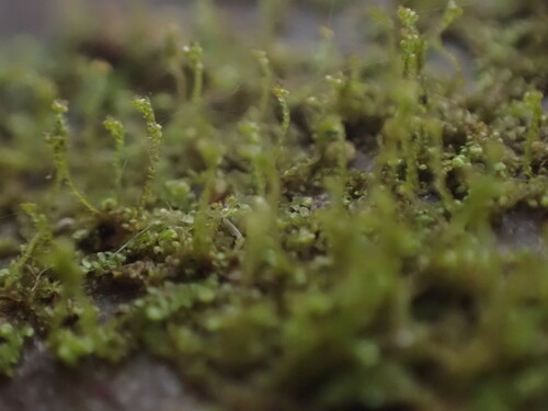 Image of Frullania bolanderi by no rights reserved