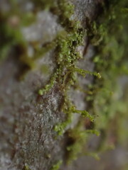 Frullania bolanderi